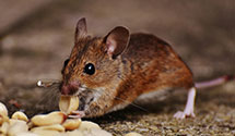 24 Hour & Emergency Exterminators in Sherando, VA